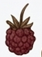 Blueberry Burst